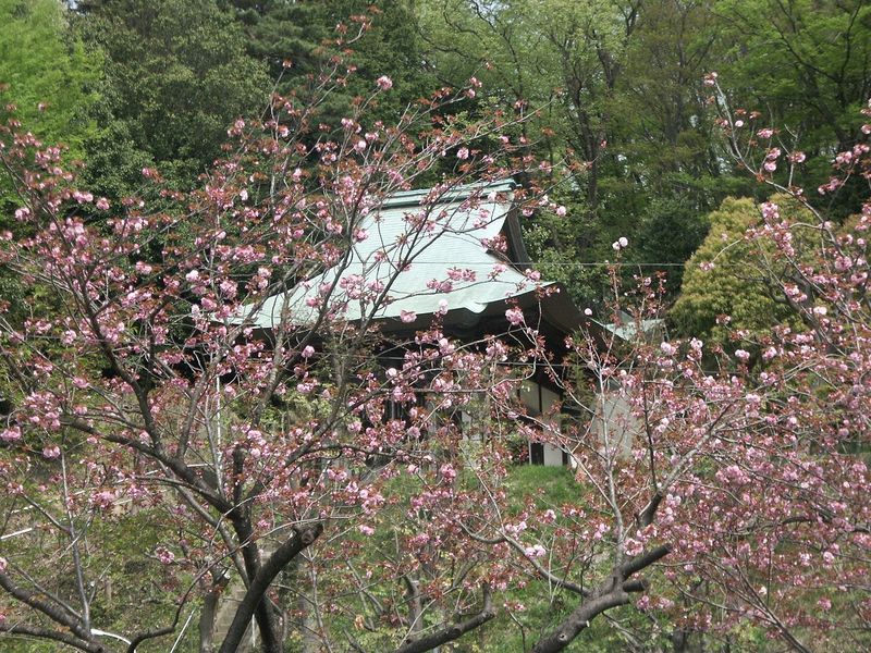 160416八重桜