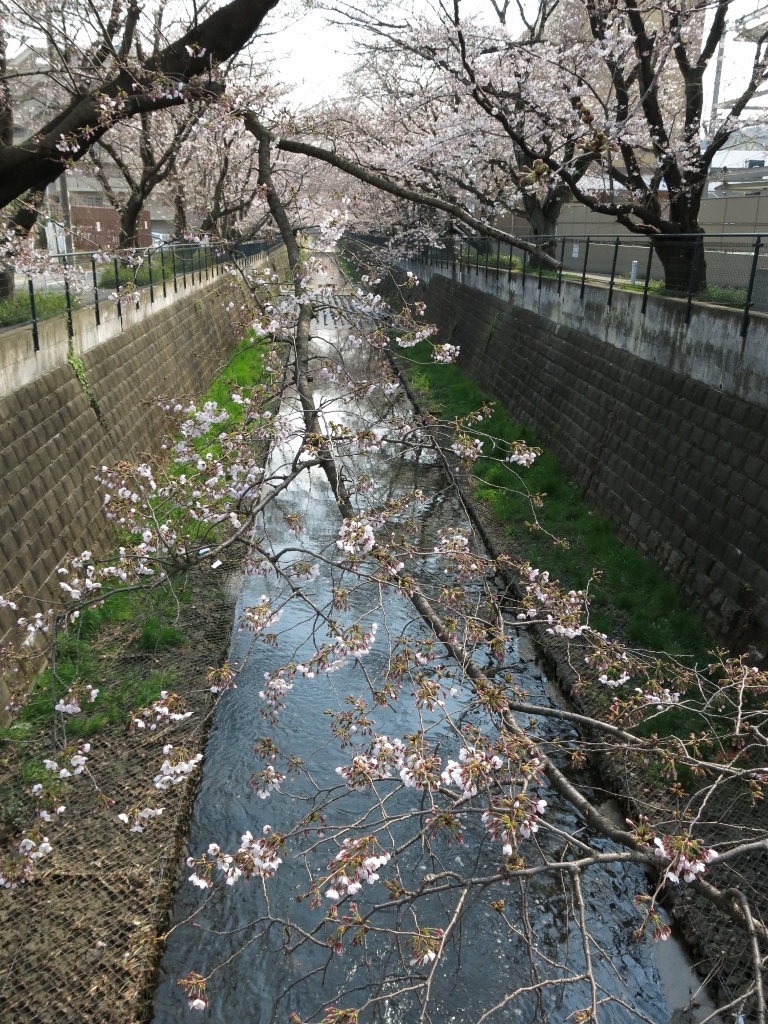 IMG_0559山口橋 (768x1024)