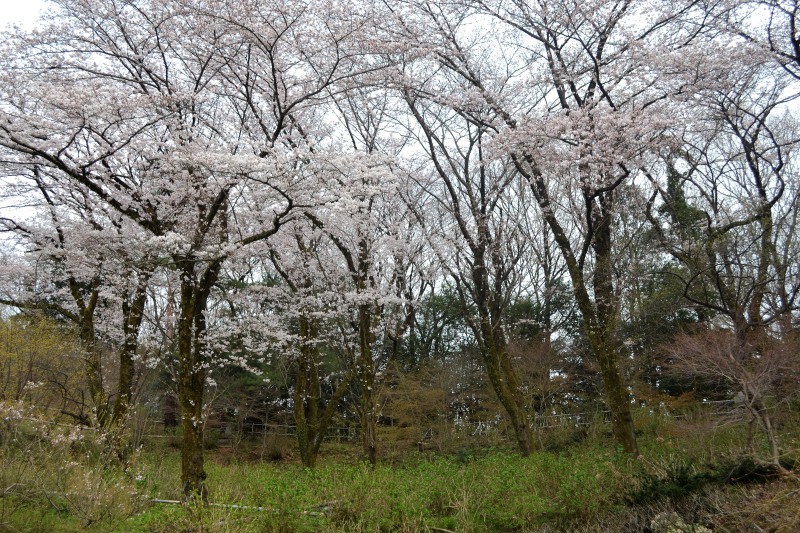 浄慶寺１