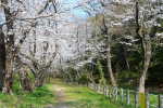 DSC_0171.jpg白山神社３