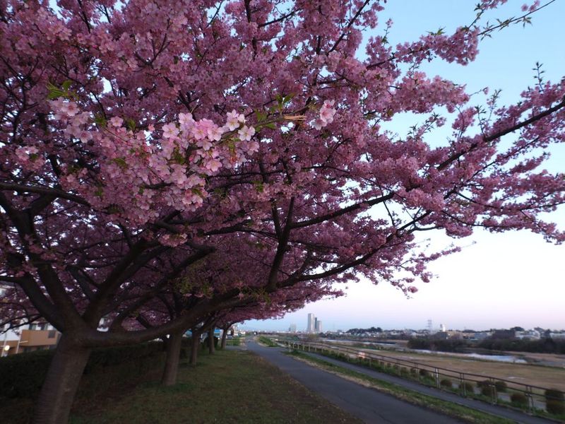 20150311tamagawatodoroki_kawazu04