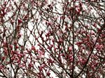 20150318korinji_kohigan02