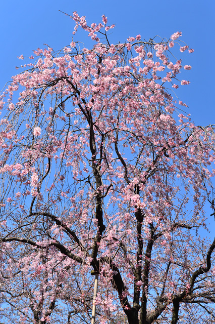 DSC_4197_密蔵院