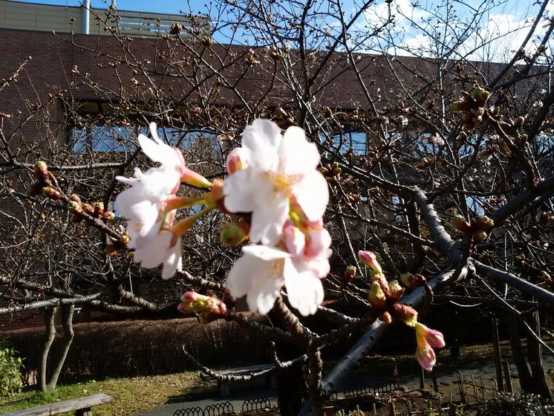 DSC_0057玉縄桜_1