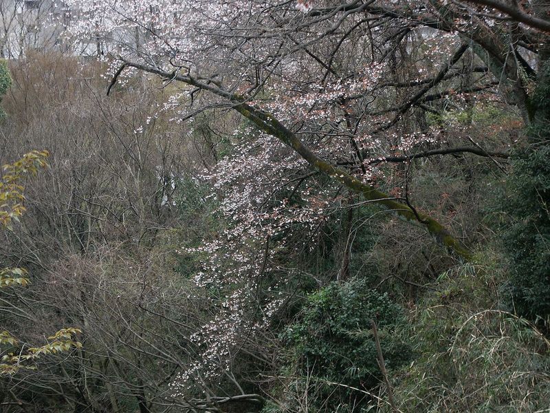 160403山桜風情