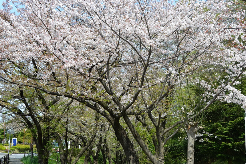 白山神社６