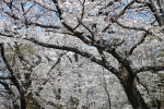 DSC_0166.jpg白山神社２