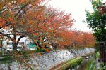 20141103nikaryo_hashimoto-daiwabashi02