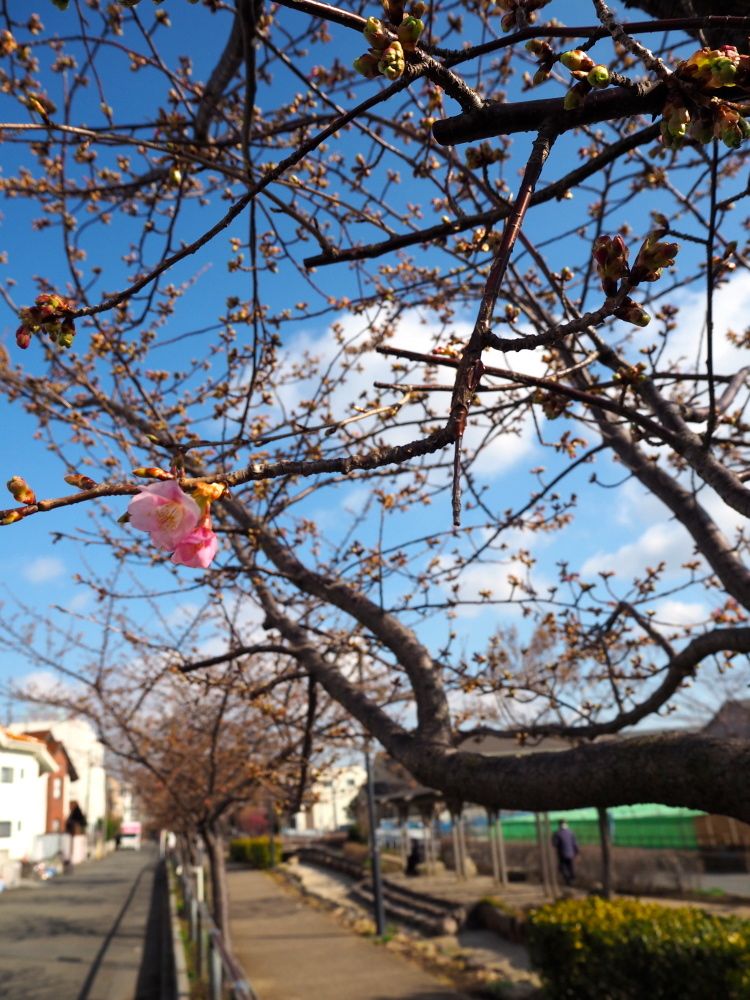 20150221egawaseseragi_sakura02