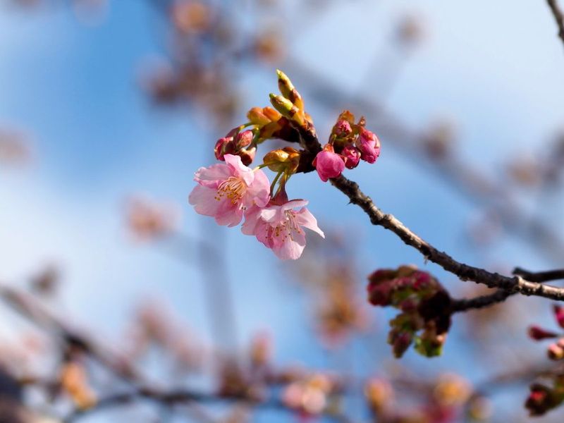 20150221egawaseseragi_sakura04