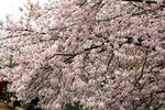 150401nikaryo_hashimotobashi01