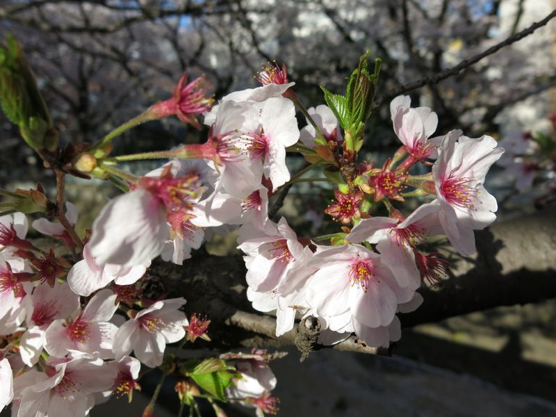 IMG_0837麻生川の桜_1