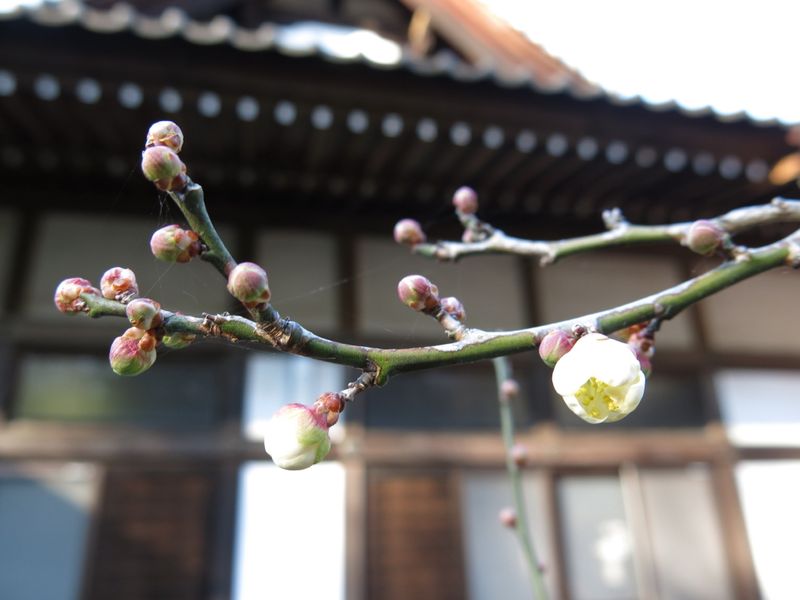 IMG_1416修廣寺_1