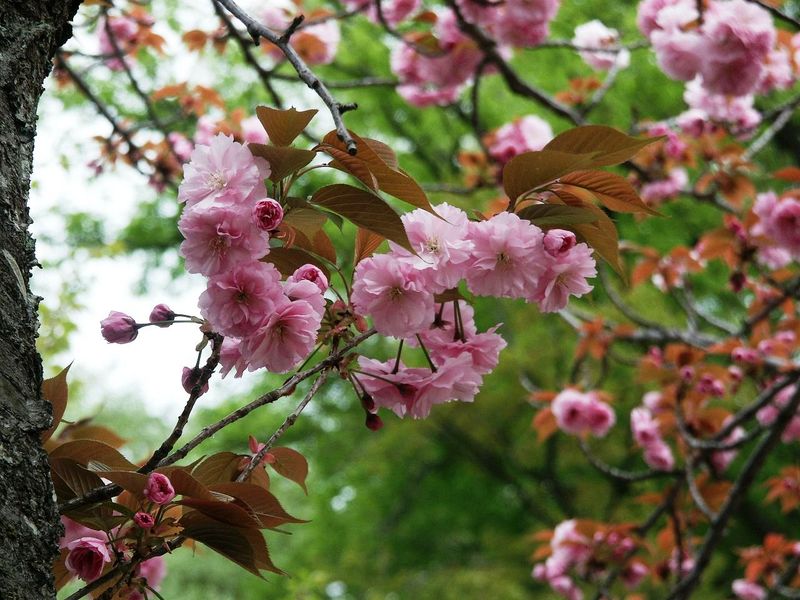 160416八重桜赤