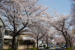 170405rokugousakuratoori-2