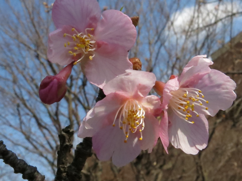 IMG_1215麻生区役所の河津桜 (1024x768)