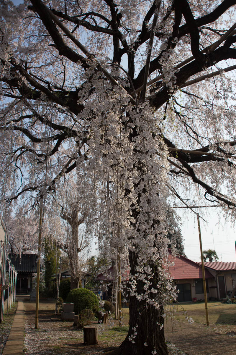 川崎市多摩区・須賀神社 : しだれ桜とソメイヨシノが競演 - 今日の桜2018