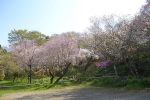 DSC_0244.jpg浄慶寺６