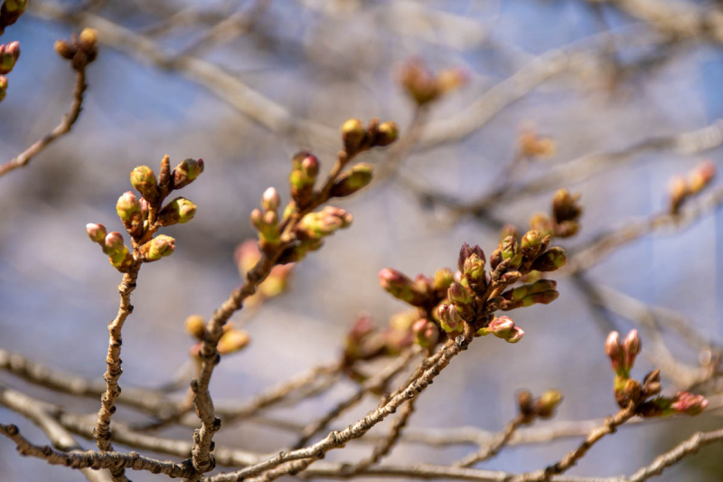 200316sakura004