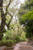 210405nishigawarakoen005