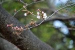 弘法の松公園3月20日③