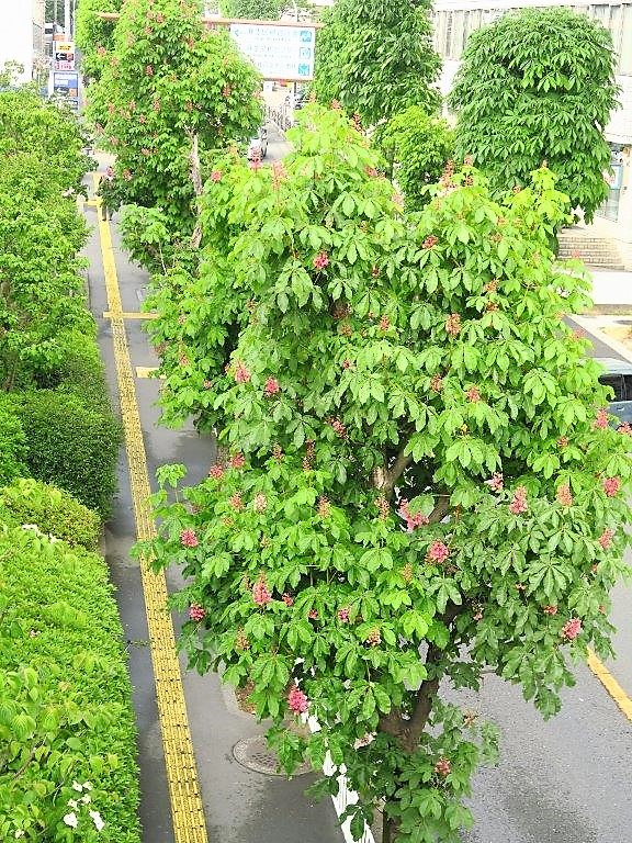 トチノキ街路樹