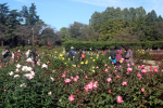 20201020神代植物公園5