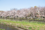 野川001