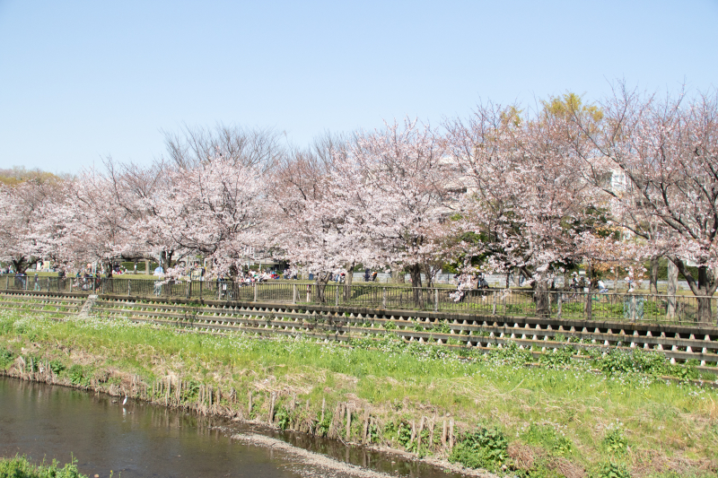 野川001