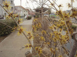 080301egawamannsaku03