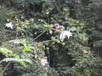 081108furusawadaria01