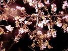 100201tamagawadote03