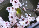 070308mejiro01