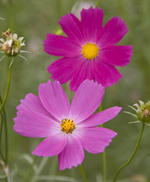 071009cosmos03