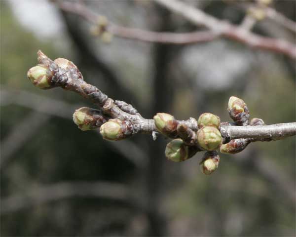 狛江市・西河原公園3月18日-1