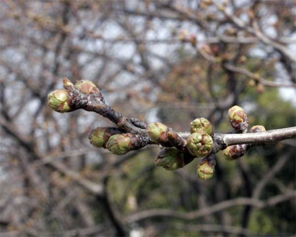 狛江市・西河原公園3月21日-1