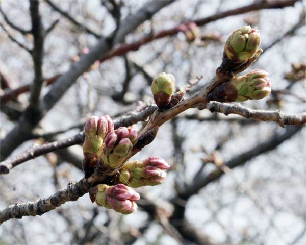 狛江市・西河原公園3月21日-3