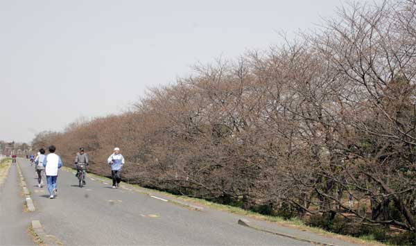 狛江市・西河原公園3月21日-5