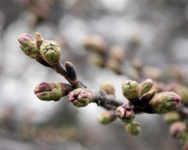 狛江市・西河原公園3月21日-1