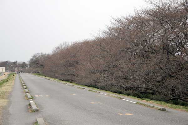 狛江市・西河原公園3月22日-2