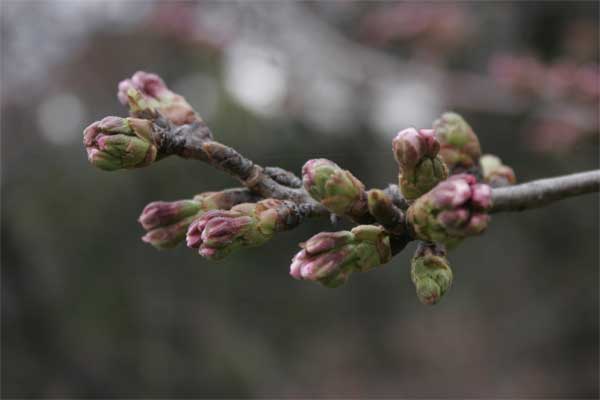 狛江市・西河原公園3月23日-1