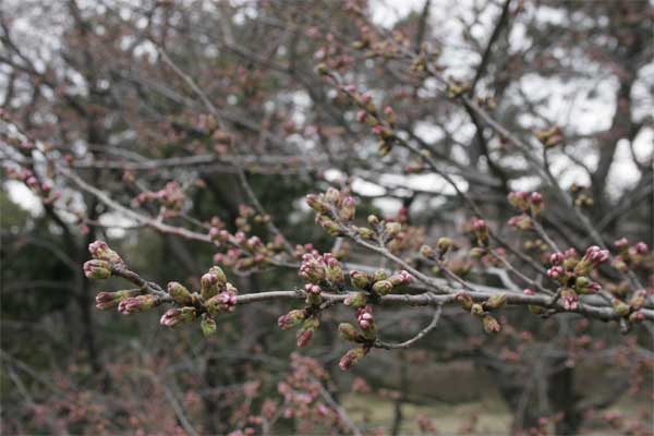 狛江市・西河原公園3月23日-2