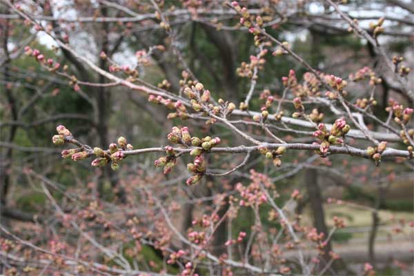 狛江市・西河原公園3月23日-3