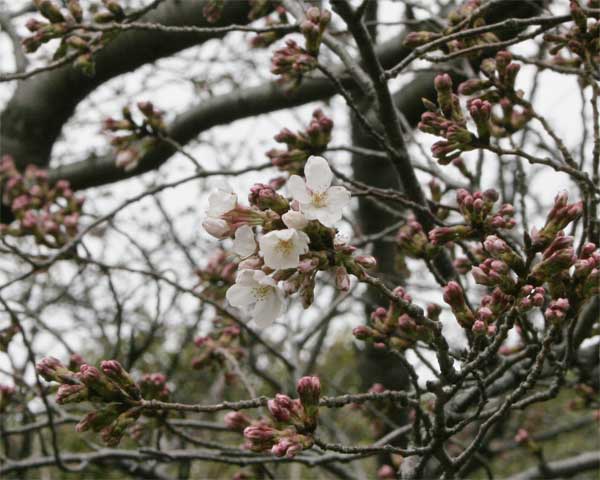 狛江市・西河原公園3月23日-4