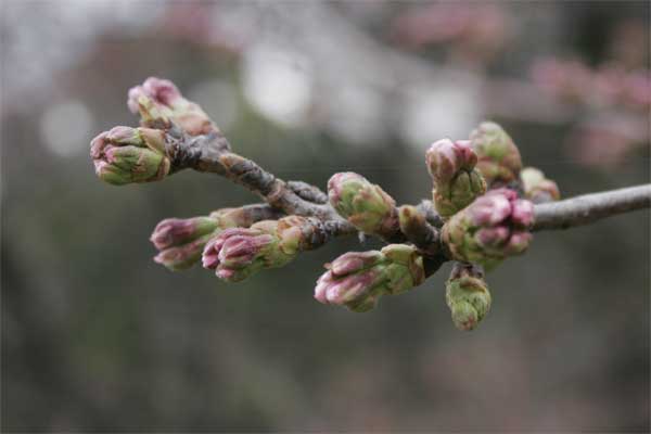 狛江市・西河原公園3月24日-1