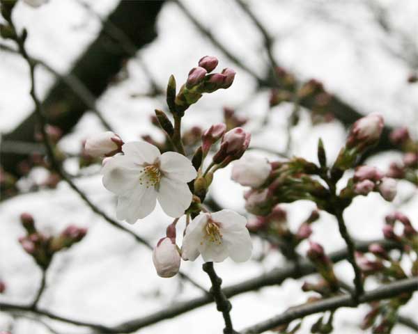 狛江市・西河原公園3月24日-3