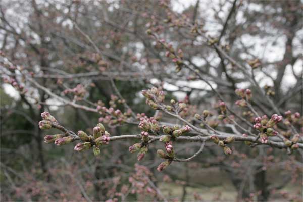 狛江市・西河原公園3月24日-4