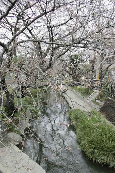 多摩区宿河原・二ヶ領用水3月24日-2