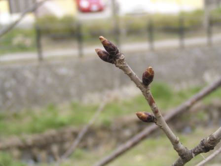 宮前区・平瀬川親水公園3月25日