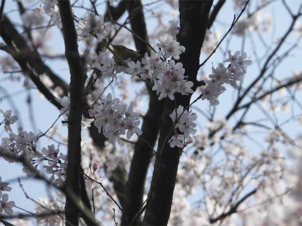 番外　浄慶寺　3月25日-2